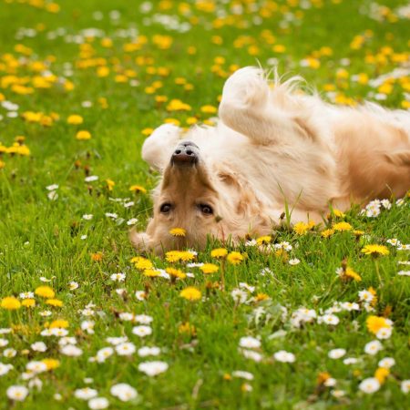 49693381_1676707589095604_4875429162526965760_n